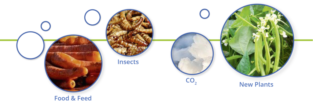 Protein Transition