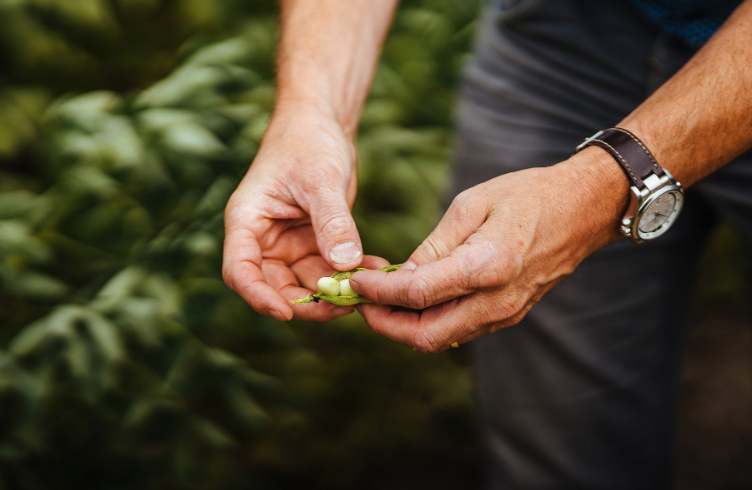 Field symposium 'New crops, new values: focus protein crops'