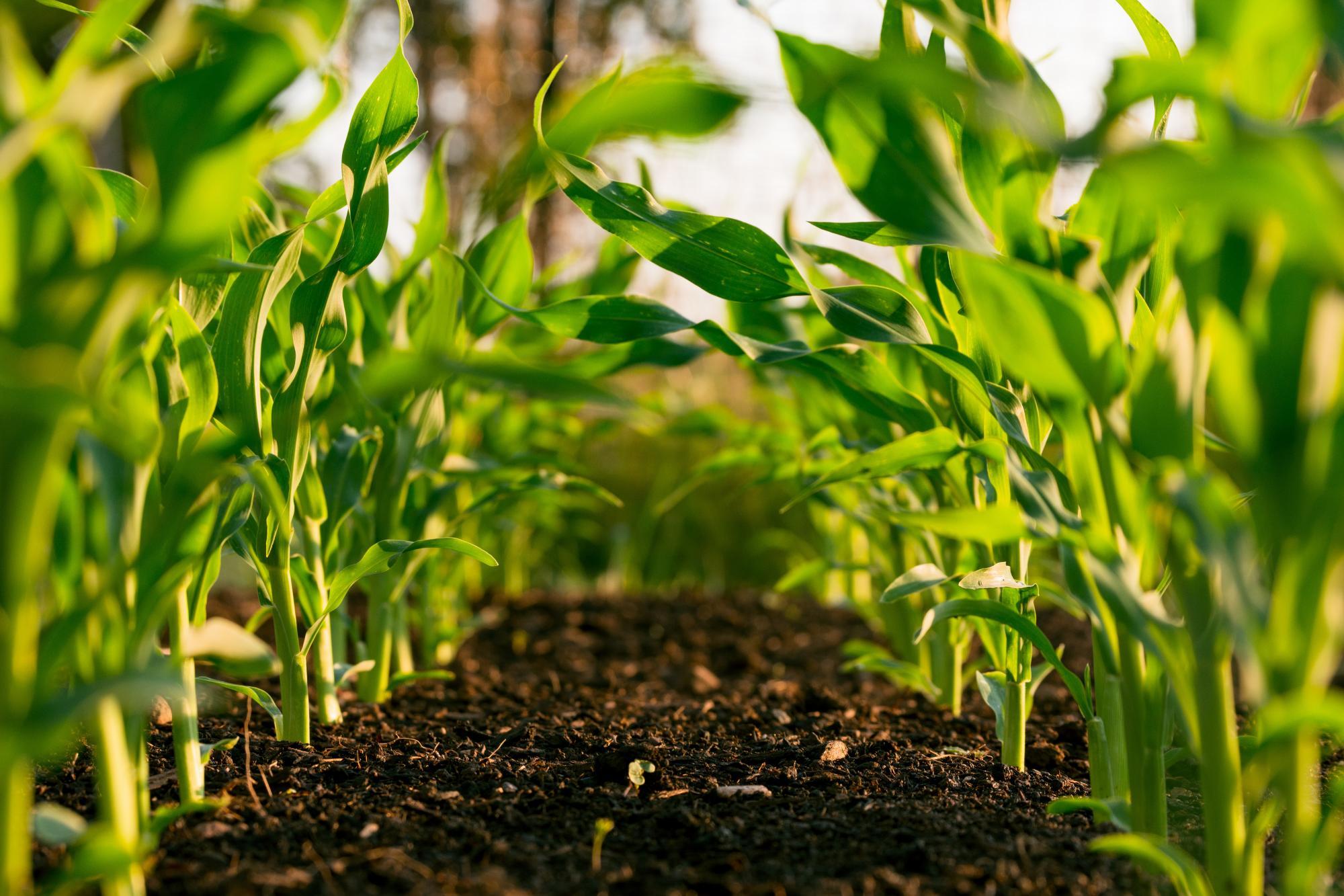 Innovation Days Compas Agro 2022