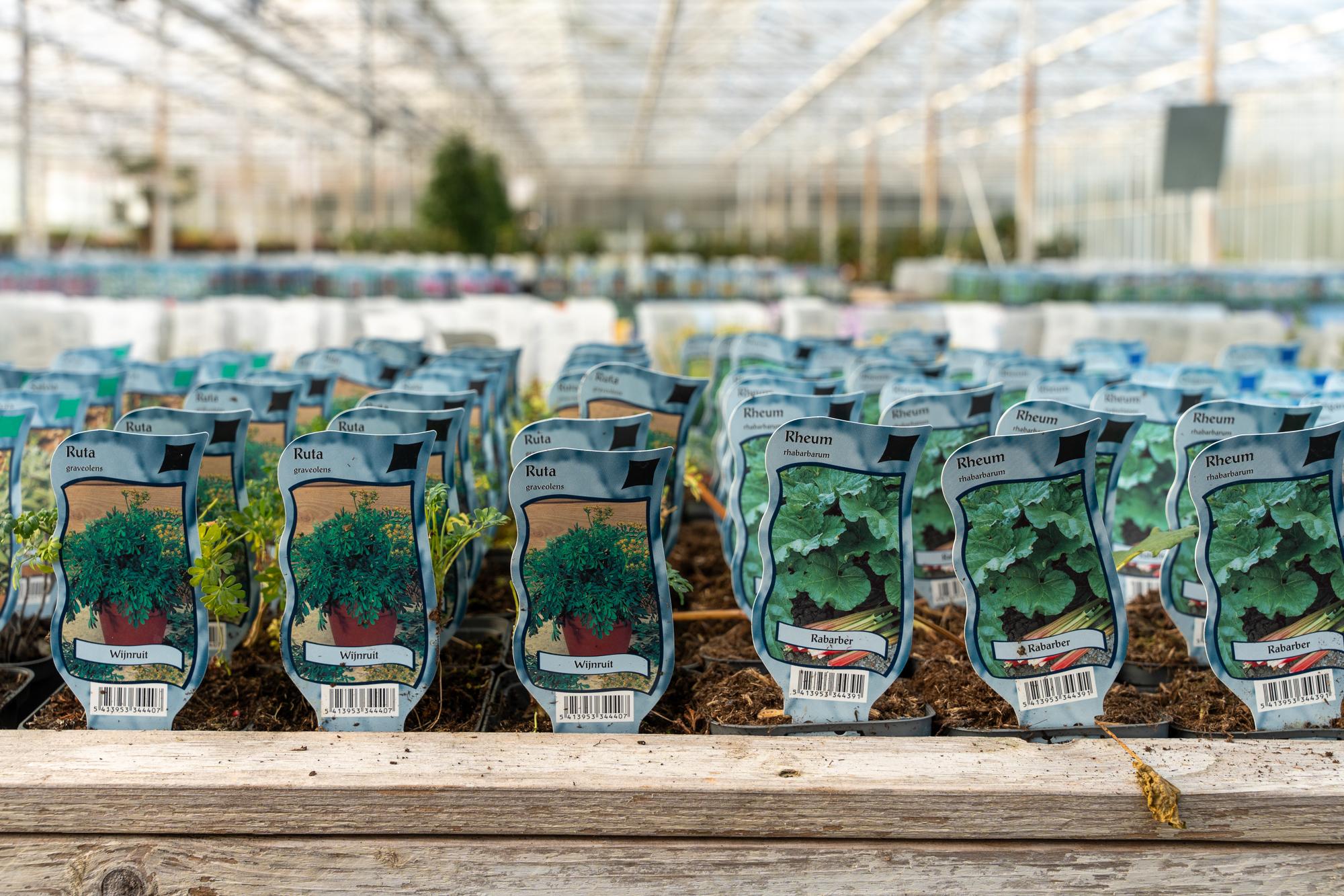 greenhouse