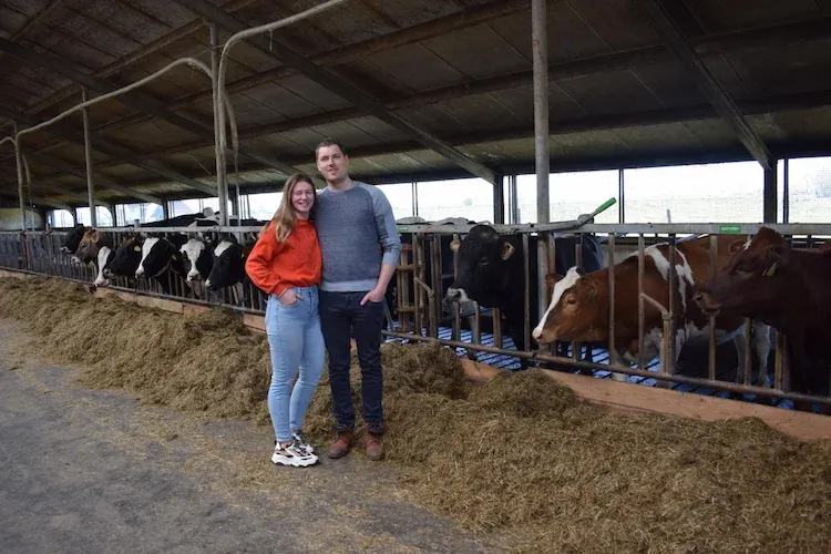 cows