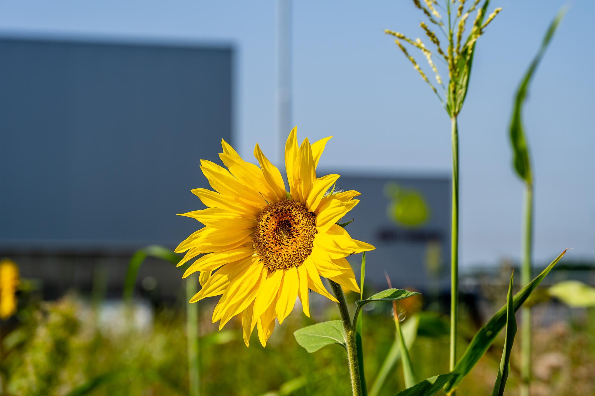 zonnebloem