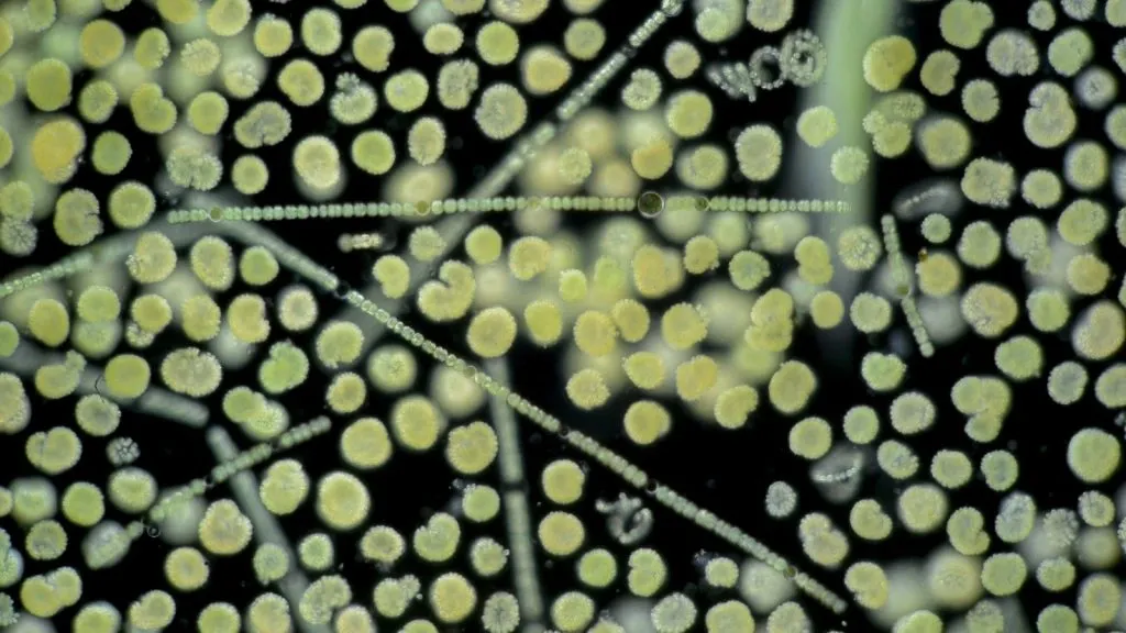 microbiomes