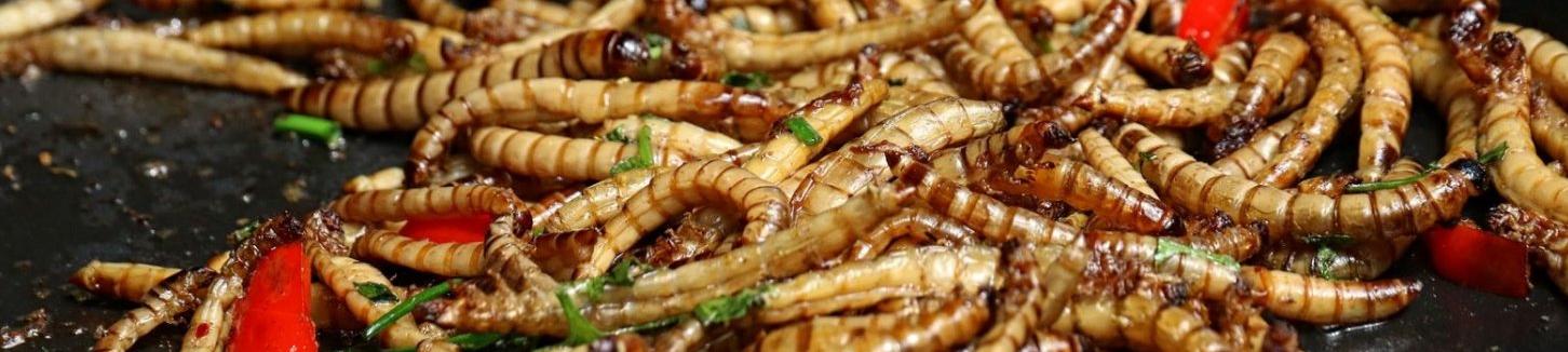 Insects